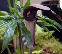 Arisaema thunbergii